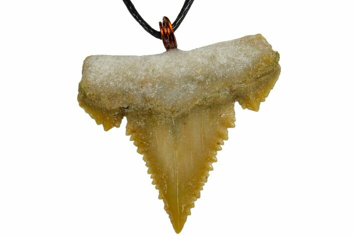 Fossil Shark (Palaeocarcharodon) Tooth Necklace -Morocco #169959